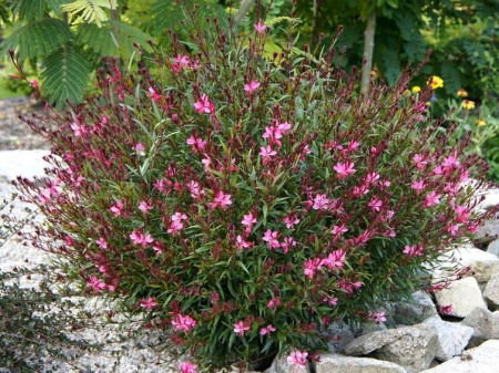 Гаура Гамбит Роуз