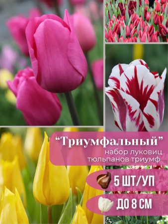 триумф 5 триумф 5