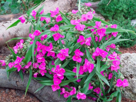 Традесканция Карминглут2