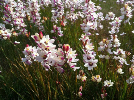 иксия спотлайт