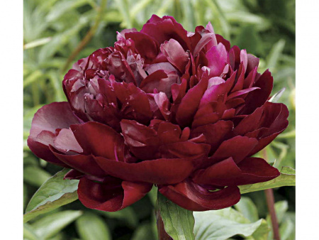 НоменклатураПрисоединенныеФайлы