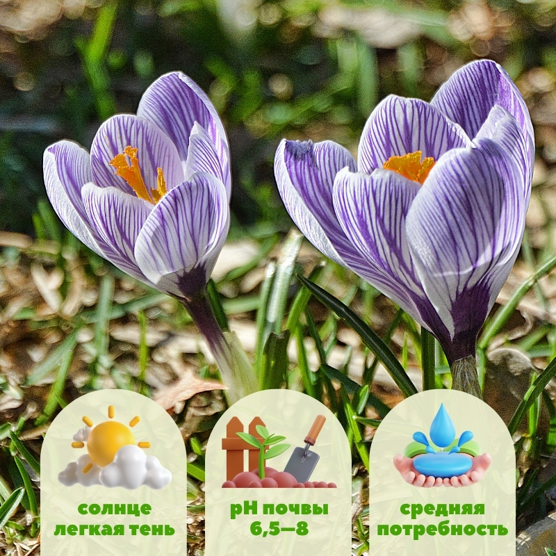 крокус пиквик 5 шт