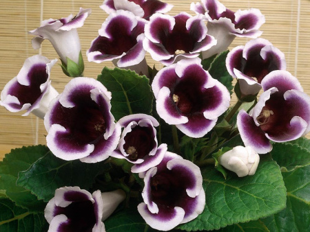 НоменклатураПрисоединенныеФайлы