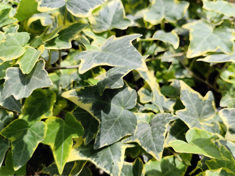 Плющ пестролистный фото и описание. Саженцы в каталоге интернет магазина Долина роз. Плющ пестролистный фото