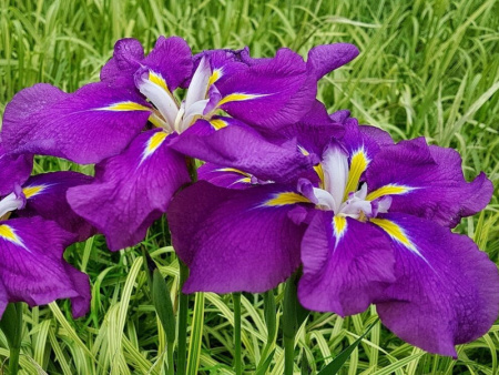 ирис Блюберри пай