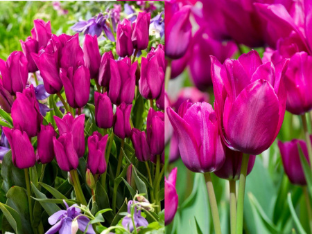 тюльпан пурпл букет