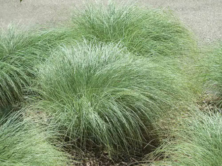 осока Амазон Мист3