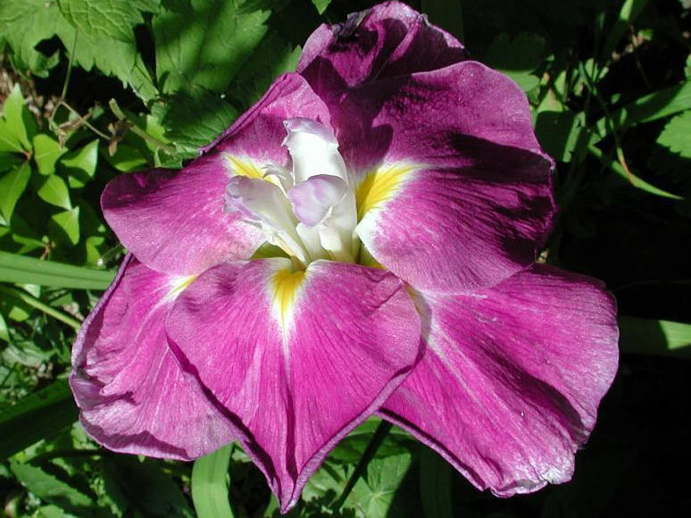 ирис rose prelude (роуз прелюд, розовая прелюдия)
