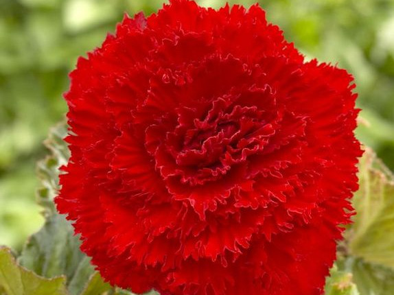 Бегония фимбриата красная (Fimbriata Red) фото и описание в интернет магазине Долина роз Бегония фимбриата красная (Fimbriata Red) фото и описание