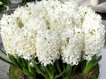 гиацинт карнеги