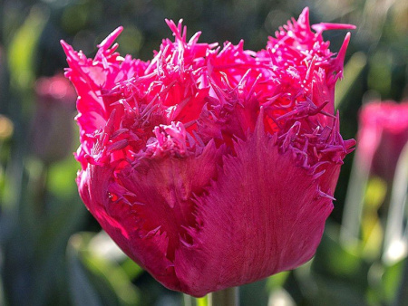 тюльпан Кингстон