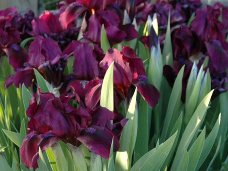 НоменклатураПрисоединенныеФайлы