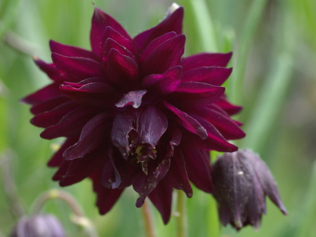 бордо Барлоу2