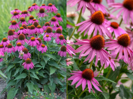 эхинацея пурпурная3