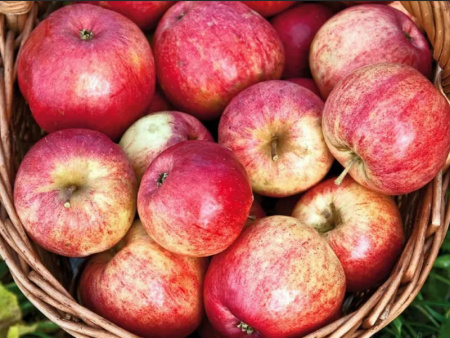 яблоня Штрифель