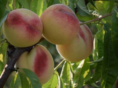 Белый Лебедь