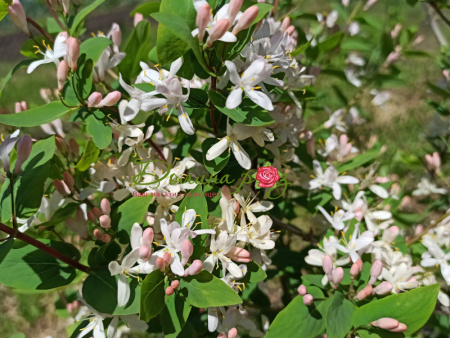 жимолость татарская