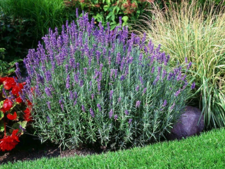 лаванда хиткод