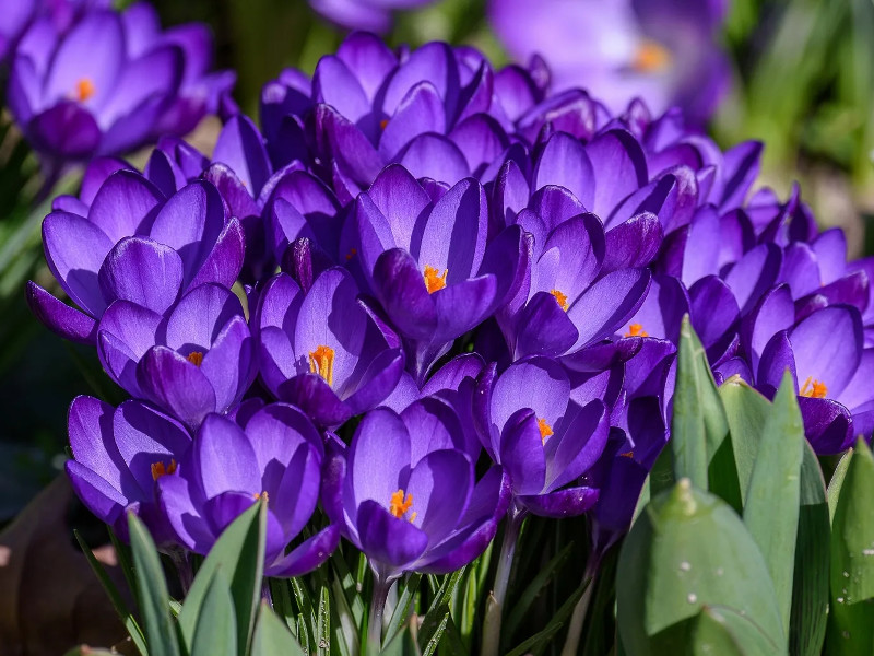 крокус flower record (флавер рэкорд) 5 шт