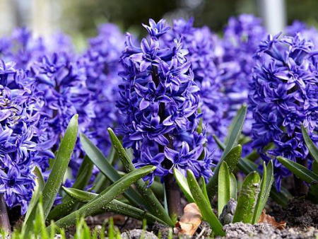 Кристал Пэлэс