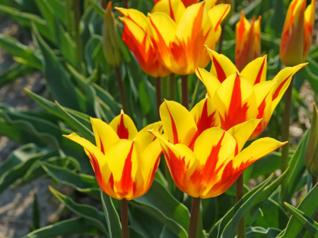 тюльпан Флейм Байсад2