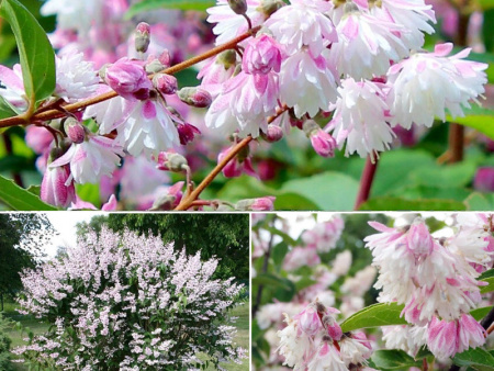 Дейция Розеа Плена