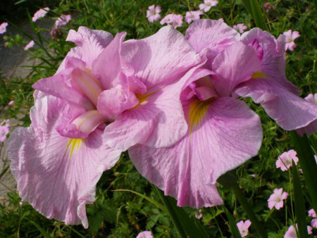 НоменклатураПрисоединенныеФайлы