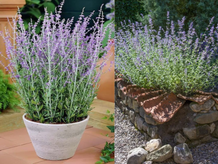 Перовския Блю Стил3