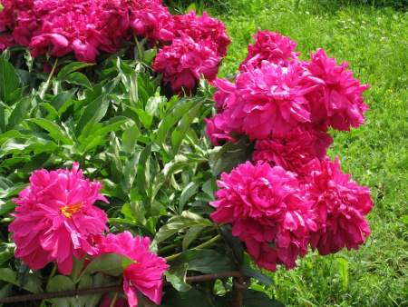 пион Виктория де Ламарн