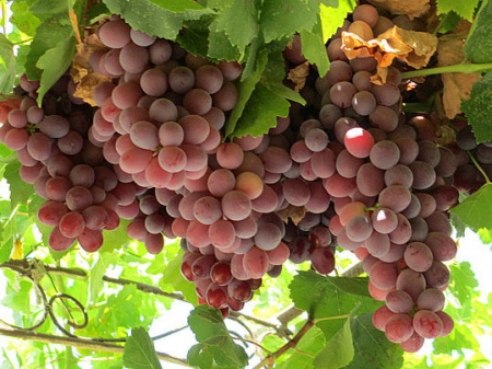 НоменклатураПрисоединенныеФайлы