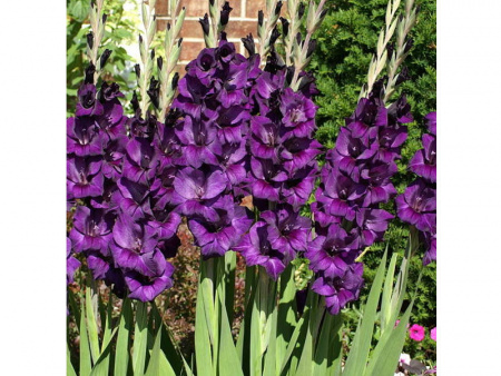 Пурпл Флора