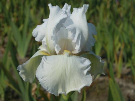 Леди Сноу Флейк1 с