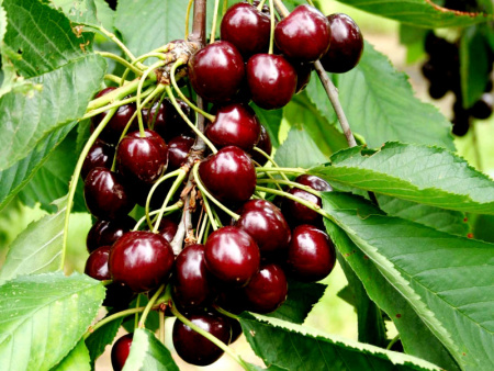 НоменклатураПрисоединенныеФайлы