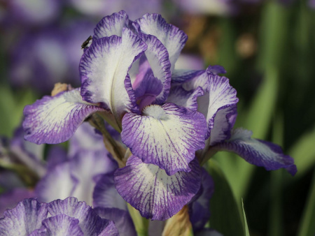 НоменклатураПрисоединенныеФайлы