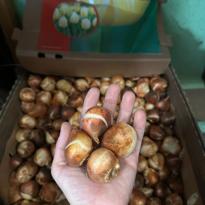 тюльпан фламинг кокет