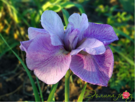 рикуги сакура