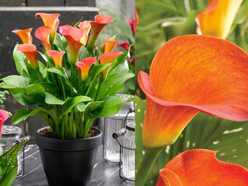 Калла Пэшн калла пэшн