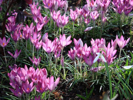 крокус зонатус