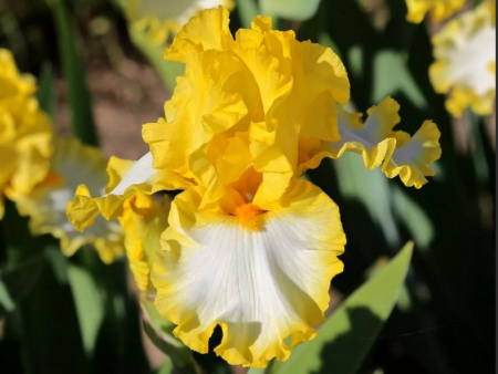 фридж оф голд