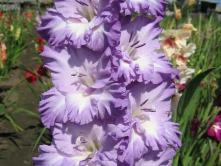 гладиолус Блю Фрост