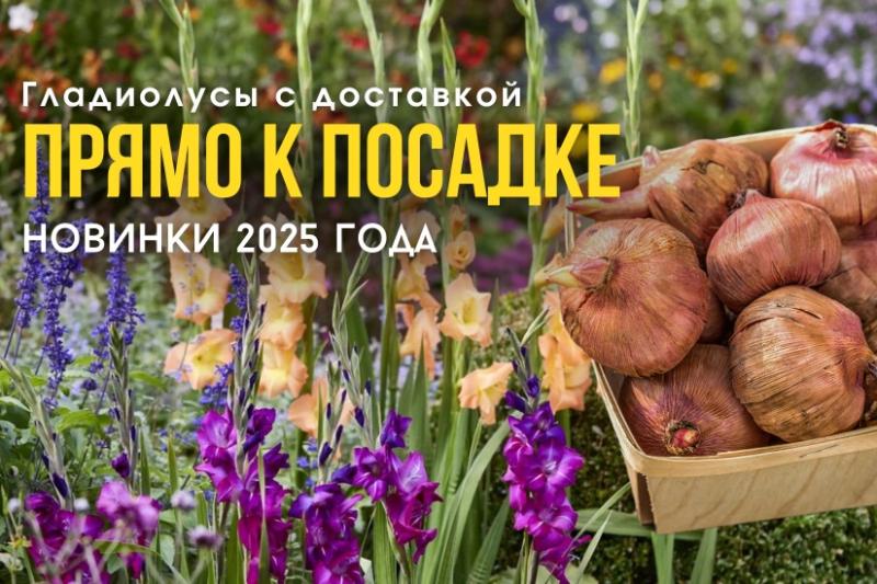 Гладиолусы с доставкой прямо к посадке: новинки 2025 года фото Гладиолусы с доставкой прямо к посадке: новинки 2025 года фото