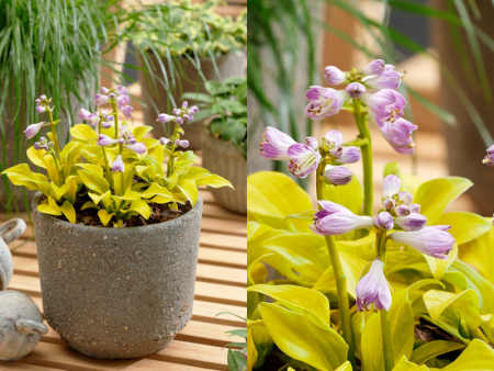 Хоста Сан Маус