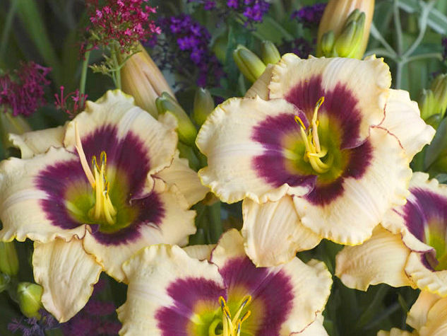 Лилейник Blueberry Candy (Блюберри Кэнди) лилейник blueberry candy (блюберри кэнди)