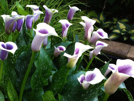 пикассо пикассо