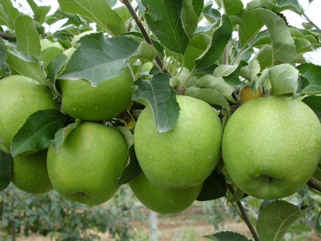 НоменклатураПрисоединенныеФайлы