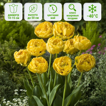 Тюльпан Еллоу Помпонет