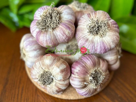 чеснок добрыня