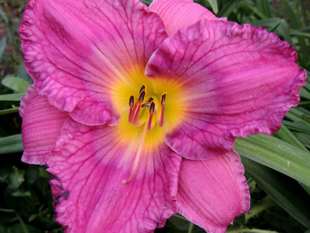 лилейник Unchartered Waters3