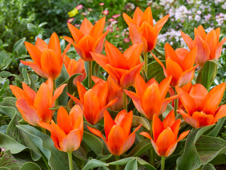 Тюльпан Оранж Торонто1