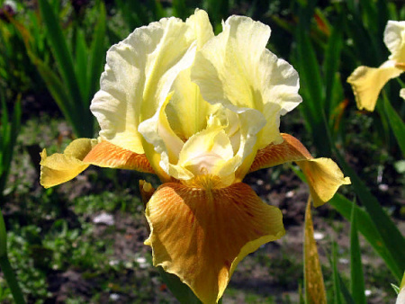 НоменклатураПрисоединенныеФайлы